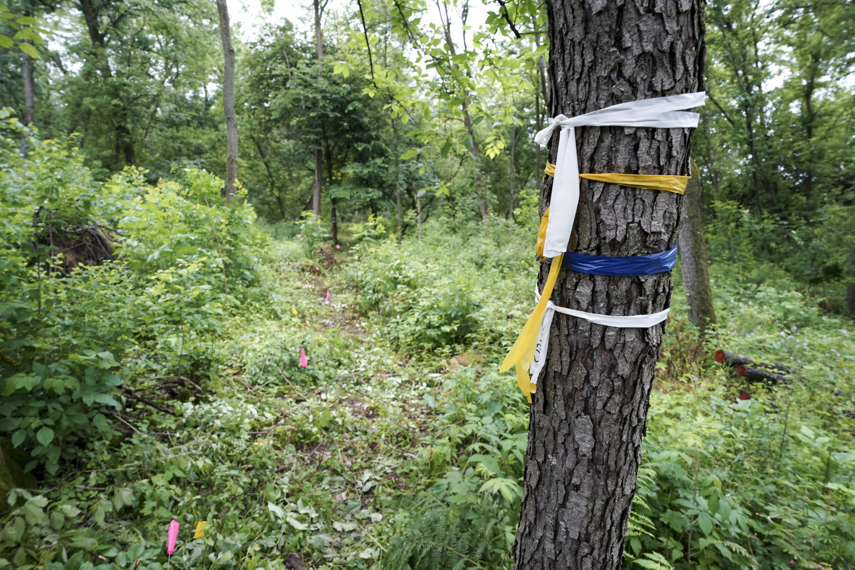Ice Age trail tree